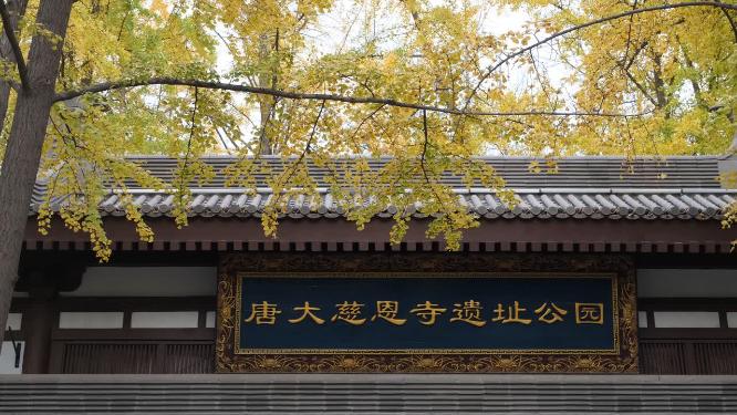 大慈恩寺遗址公园金黄的银杏叶