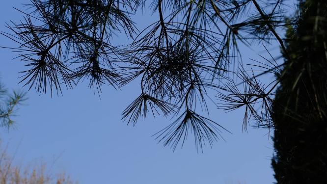 春天阳光下在微风中摇晃的松针