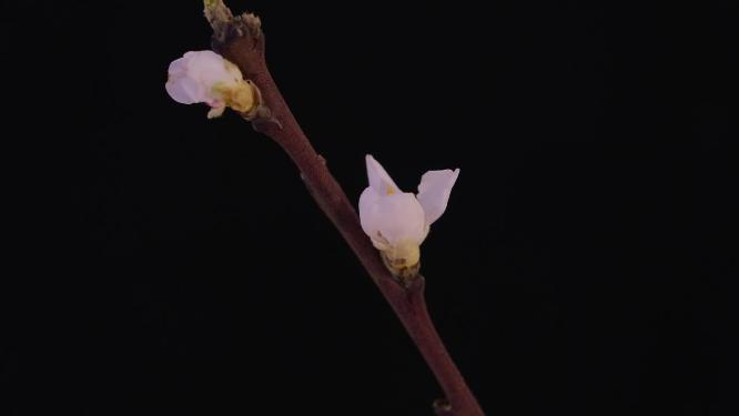 桃花开放特写延时摄影