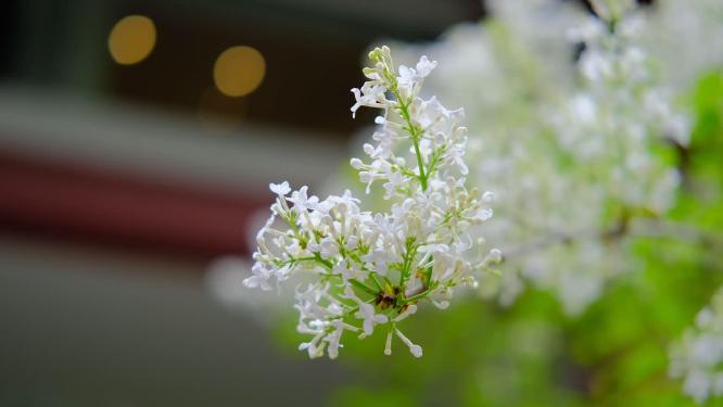 春天在微风中盛开的丁香花