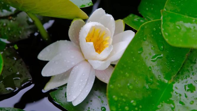 雨中盛开的唯美白色睡莲