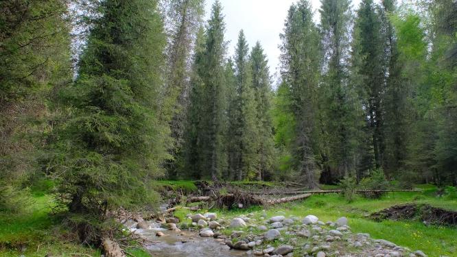 新疆恰西森林公园的森林和溪流