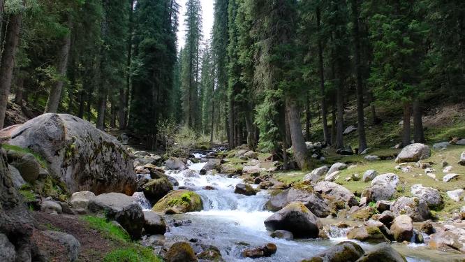 新疆琼库什台阳光下的森林和溪流
