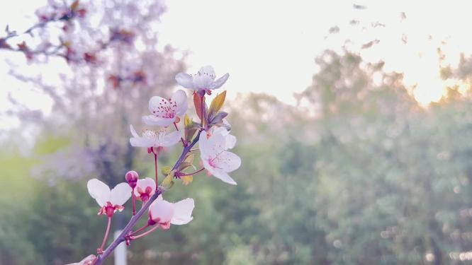 春天在微风中盛开的紫叶李花