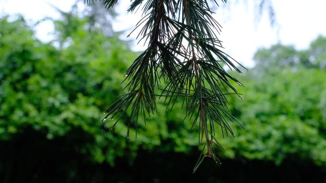 雨后在微风中摇晃的松针