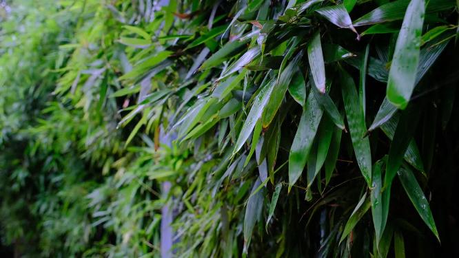 雨后在微风中摇晃的竹叶
