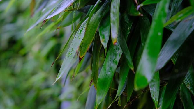 雨后在微风中摇晃的竹叶