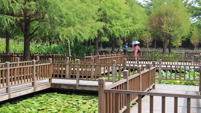 中秋时节厦门湿地公园荷塘栈道树林高清实拍