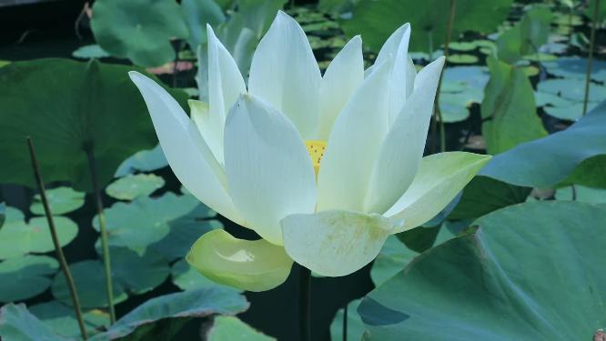 中秋节湿地公园一朵荷花微风中