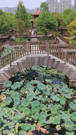 中秋时节厦门湿地公园荷塘栈道树林高清实拍