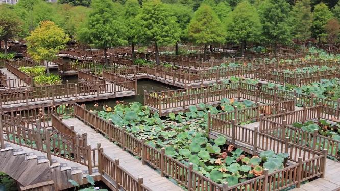 中秋时节厦门湿地公园荷塘栈道树林高清实拍