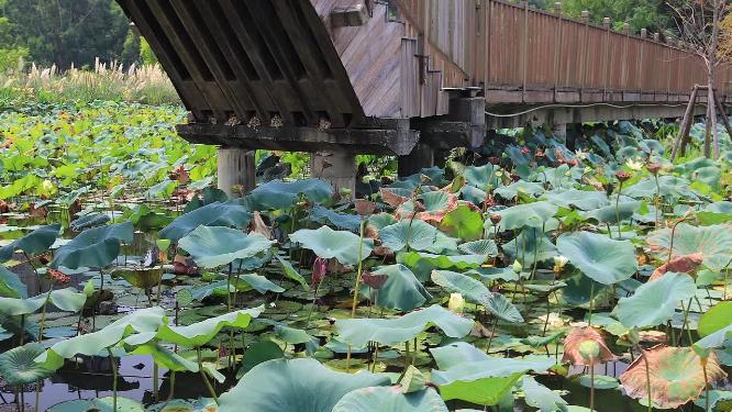 中秋时节厦门湿地公园荷塘栈道树林高清实拍