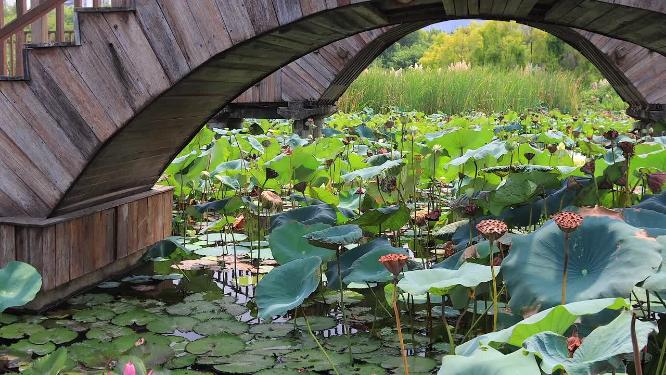 中秋时节厦门湿地公园荷塘栈道树林高清实拍