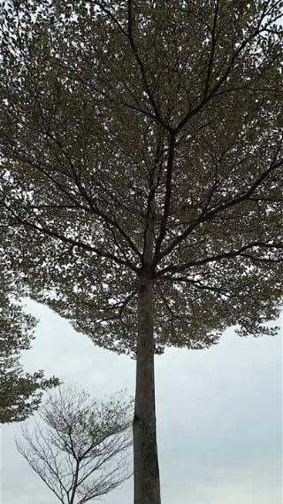 秋季清晨旋转镜头仰拍的一棵树