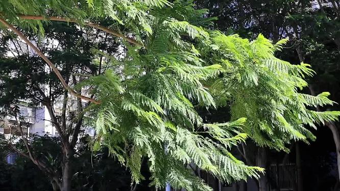 南方冬天午间太阳照在绿色的树梢