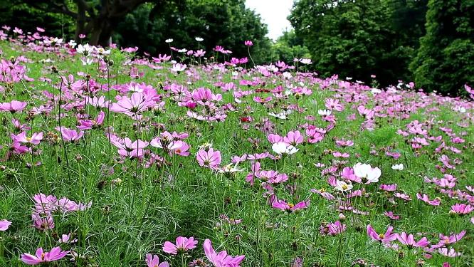 公园清晨波斯菊镜头渐远高清