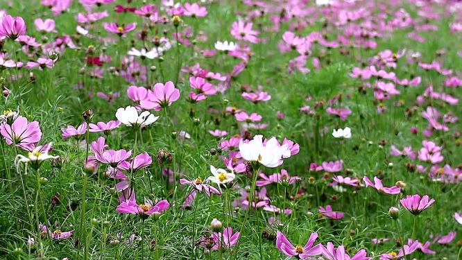 厦门灯塔公园波斯菊固定镜头清晨微风高清