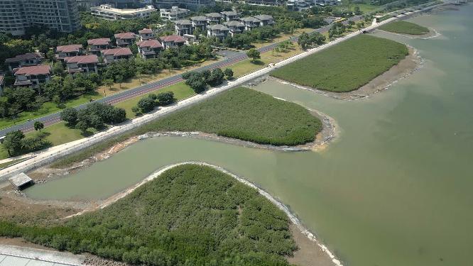 夏日阳光下航拍海边红树林和高层住宅