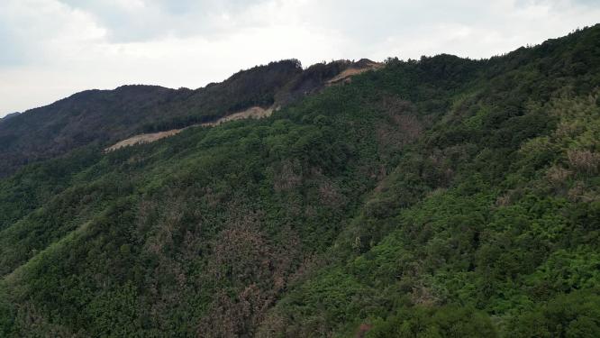 山火后的重庆北碚缙云山隔离带航拍