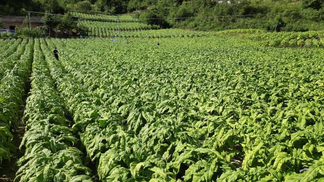 三农乡村振兴主题素材：重庆烟草田农田大田航拍风景