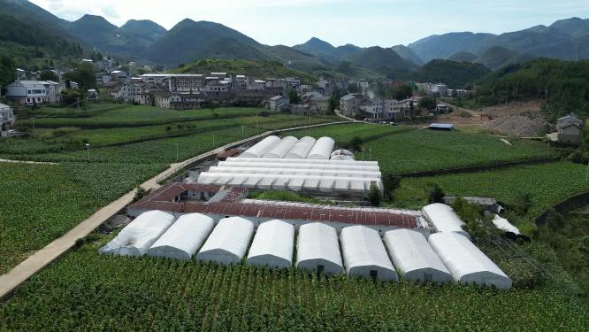 三农乡村振兴主题素材：重庆烟草田农田大田航拍风景