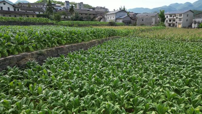 三农乡村振兴主题素材：重庆烟草田农田大田航拍风景