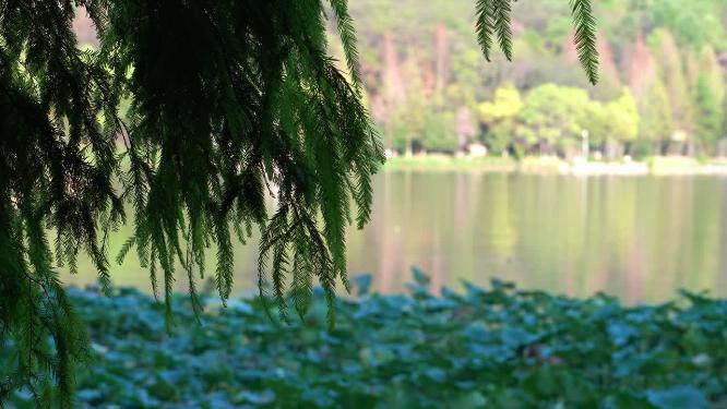 重庆照母山人和水库植物视频背景素材