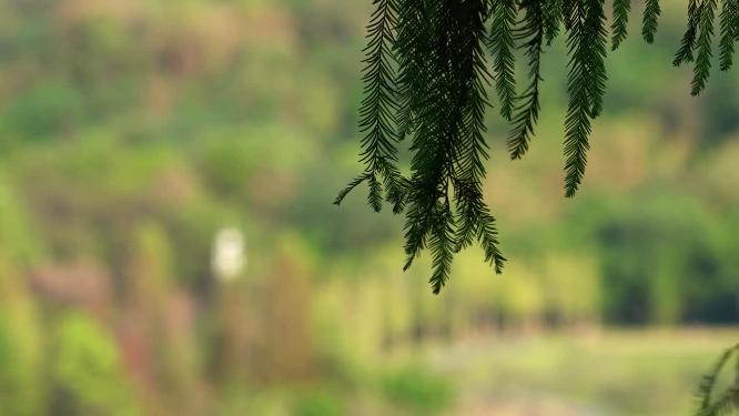 重庆照母山人和水库植物视频背景素材