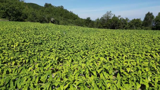 重庆奉节烟草田农田大田三农自然风光合集