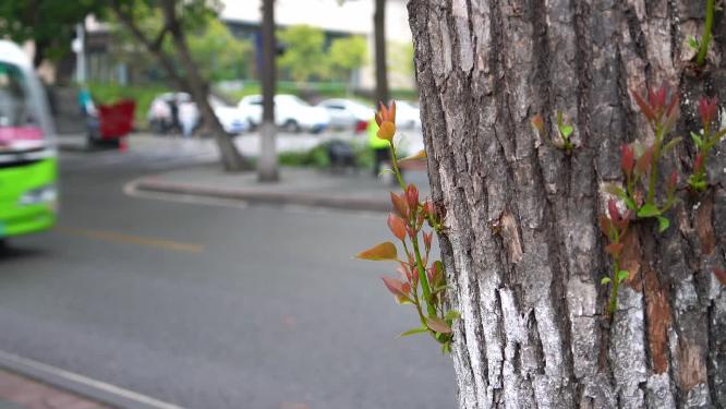 重庆西南大学校园生活校车背景素材