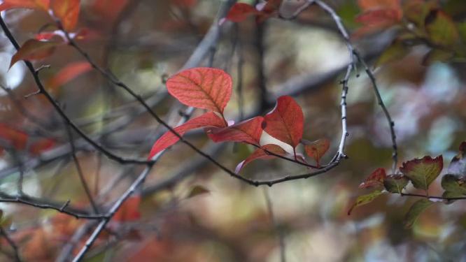 秋天红叶自然景观背景视频素材