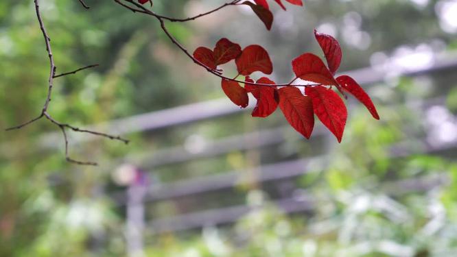 秋天红叶自然景观背景视频素材