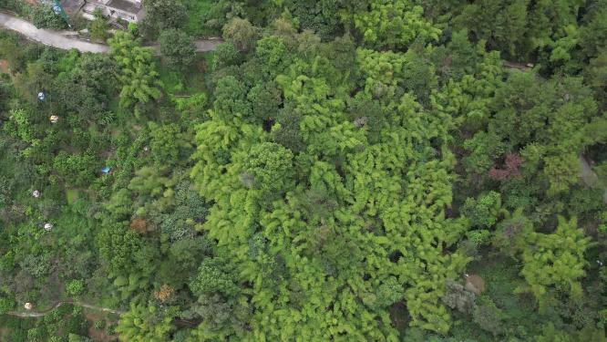 重庆北碚缙云山脉森林植被航拍