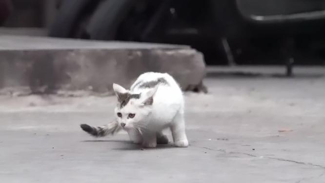 城市街头可爱流浪猫捕捉镜头