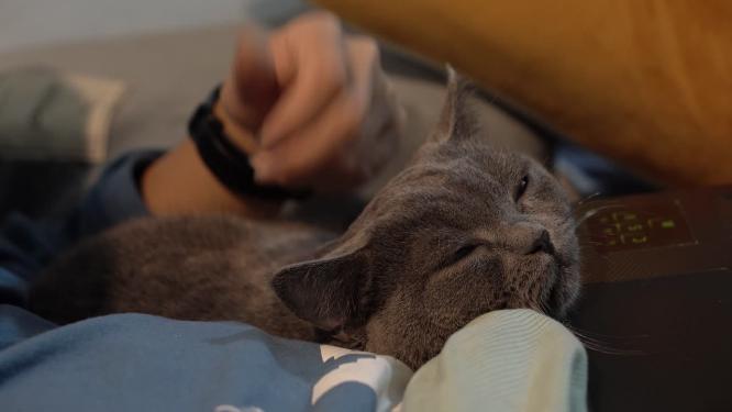电脑前温柔爱抚猫咪特写镜头
