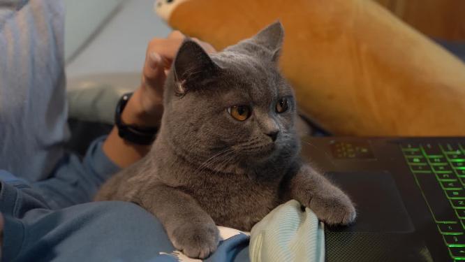 电脑前温柔爱抚猫咪特写镜头