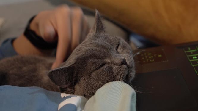 电脑前温柔爱抚猫咪特写镜头