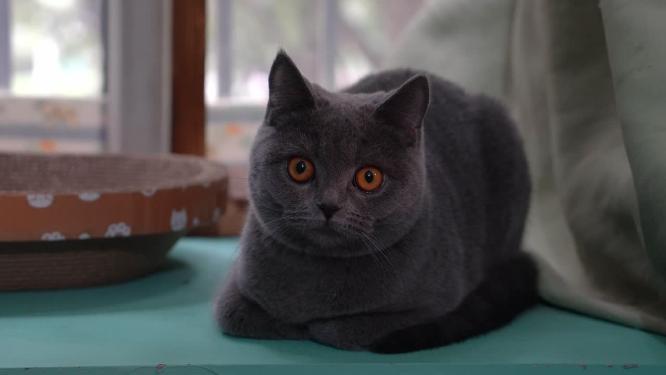 4K可爱英短蓝猫在架子上四处张望镜头