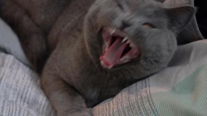 4K可爱猫咪蓝猫打哈欠龇牙咧嘴镜头抓拍