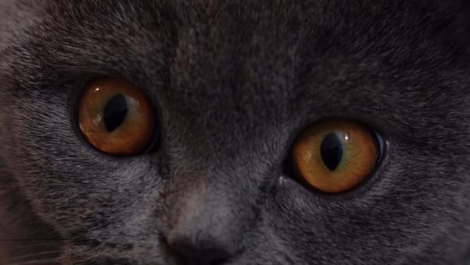 4K萌宠猫咪蓝猫脸部特写镜头