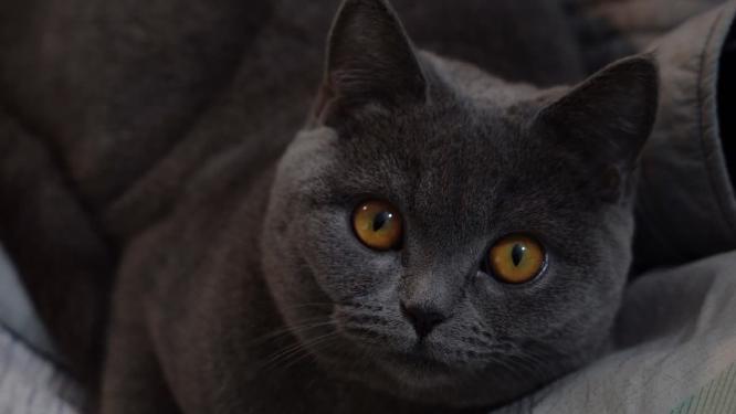 4K萌宠猫咪蓝猫脸部特写镜头