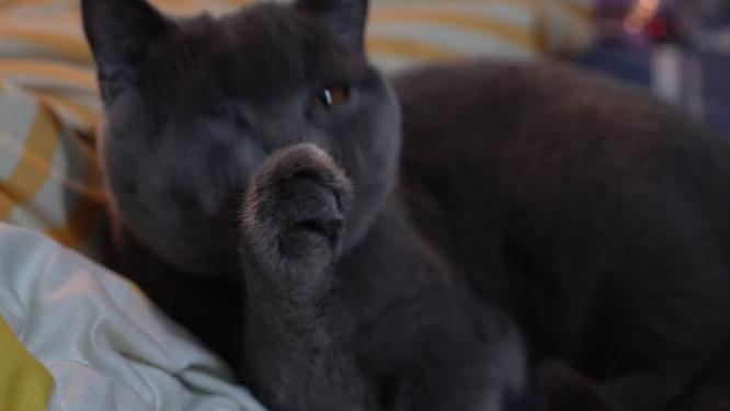 萌宠猫咪蓝猫舔毛梳洗毛发特写镜头