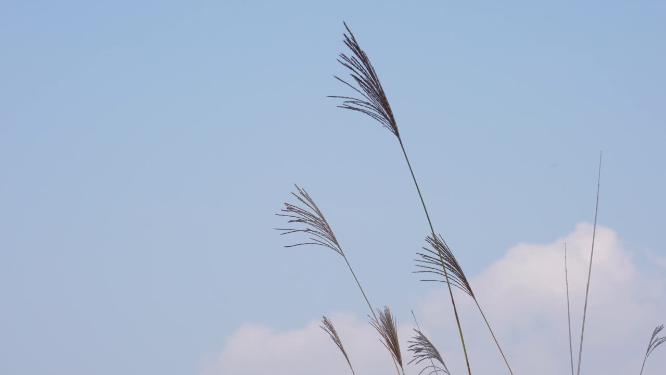 4K芦苇低角度蓝天白云空境情绪素材