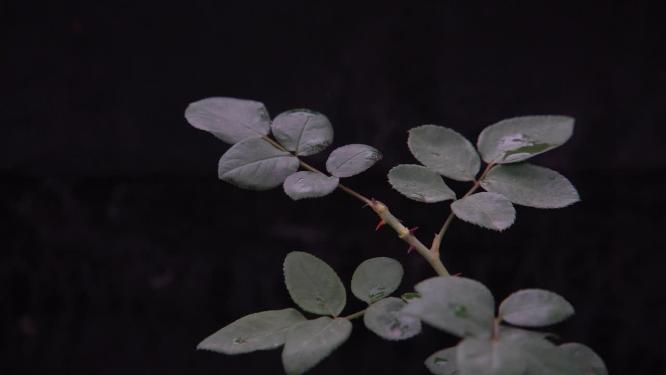 慢镜头特写雨后落在绿叶上的水滴空镜