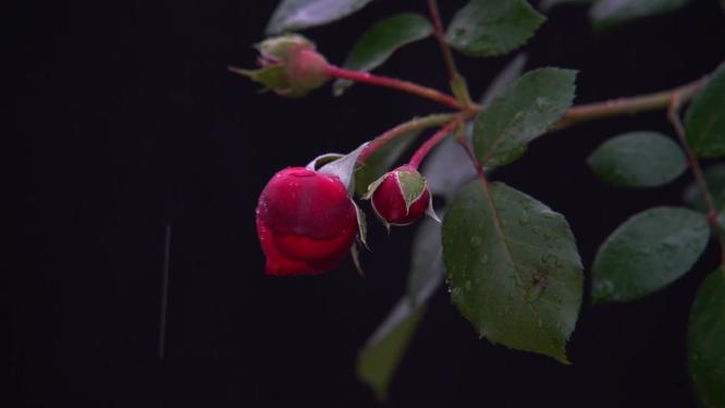 慢镜头特写雨后落在花骨朵上的水滴情绪