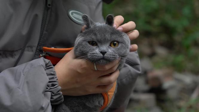 4K铲屎官怀抱中的可爱蓝猫亲密互动