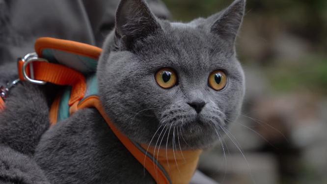 4K铲屎官怀抱中的可爱蓝猫亲密互动
