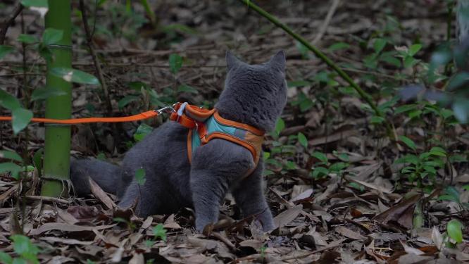 4K竹林中的可爱蓝猫趴在落叶中