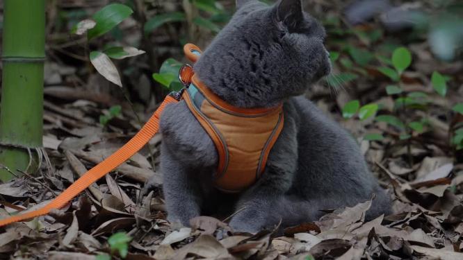 4K竹林中的可爱蓝猫趴在落叶中