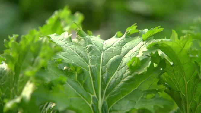 慢镜头特写雨中的菜地农田生长的蔬菜